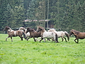 P5060295-mutterstuten-2017.JPG