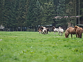 P5060359-mutterstuten-2017.JPG