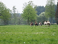 P5060395-mutterstuten-2017.JPG