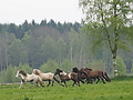 P5060447-mutterstuten-2017.JPG