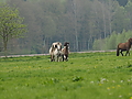 P5060450-mutterstuten-2017.JPG