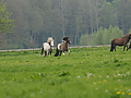 P5060456-mutterstuten-2017.JPG