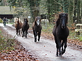 PB280195hengsteintrieb-2017.JPG