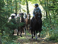 PA070139islandhengste-treiben.JPG