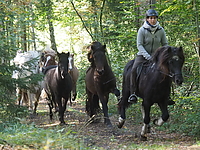 PA070144islandhengste-treiben.JPG