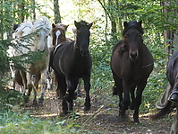 PA070146islandhengste-treiben.JPG