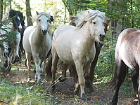 PA070152islandhengste-treiben.JPG