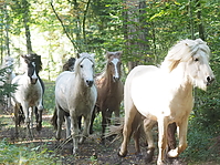 PA070157islandhengste-treiben.JPG