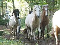 PA070158islandhengste-treiben.JPG