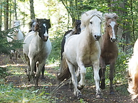 PA070159islandhengste-treiben.JPG