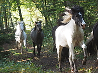 PA070165islandhengste-treiben.JPG