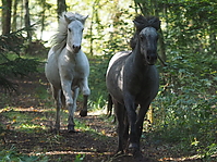 PA070168islandhengste-treiben.JPG