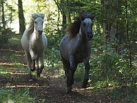 PA070171islandhengste-treiben.JPG