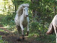 PA070179islandhengste-treiben.JPG