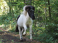 PA070201islandhengste-treiben.JPG