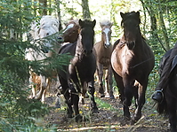 PA070142islandhengste-treiben.JPG