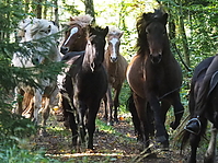 PA070143islandhengste-treiben.JPG