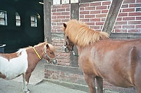 Shetties03.jpg