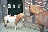 Dateiname=Shetties04.jpg
Dateigröße=357KB
Abmessungen: 768x512
hinzugefügt am: 01. September 2007 Shetties04.jpg