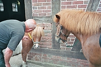 Shetties09.jpg