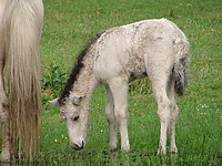 islandfohlen_2007__05.jpg