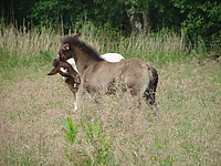 islandfohlen_2007__08.jpg