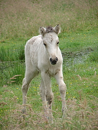 islandfohlen_2007__15.jpg