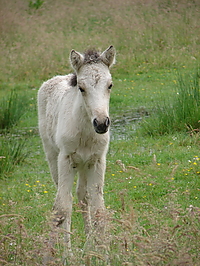 islandfohlen_2007__16.jpg