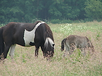 islandfohlen_2007__17.jpg