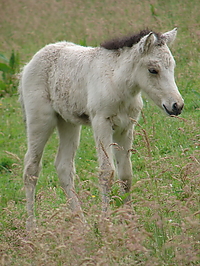 islandfohlen_2007__19.jpg