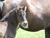 islandfohlen_2007__22.jpg