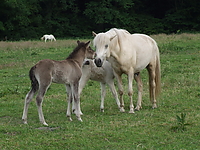 islandfohlen_2007__28.jpg