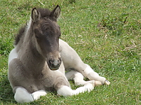 islandfohlen_2007__30.jpg