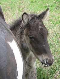 islandfohlen_2007__32.jpg