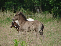 islandfohlen_2007__39.jpg