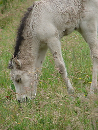 islandfohlen_2007__51.jpg