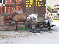 Hufbeschlag__12.jpg