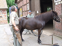 Hufbeschlag__37.jpg