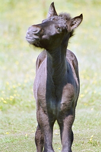 Dateiname=0044-61.jpg
Dateigröße=222KB
Abmessungen: 512x768
hinzugefügt am: 26. August 2007 0044-61.jpg