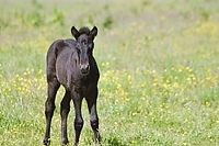 Dateiname=0044-62.jpg
Dateigröße=249KB
Abmessungen: 768x512
hinzugefügt am: 26. August 2007 0044-62.jpg