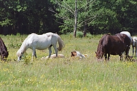 Dateiname=0044-69.jpg
Dateigröße=283KB
Abmessungen: 768x512
hinzugefügt am: 26. August 2007 0044-69.jpg