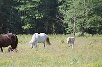 Dateiname=0044-70.jpg
Dateigröße=291KB
Abmessungen: 768x512
hinzugefügt am: 26. August 2007 0044-70.jpg