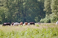 Dateiname=0044-77.jpg
Dateigröße=310KB
Abmessungen: 768x512
hinzugefügt am: 26. August 2007 0044-77.jpg