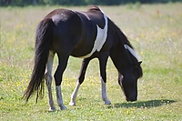 Dateiname=0046-56.jpg
Dateigröße=260KB
Abmessungen: 768x512
hinzugefügt am: 26. August 2007 0046-56.jpg