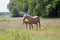 Dateiname=0046-68.jpg
Dateigröße=283KB
Abmessungen: 768x512
hinzugefügt am: 26. August 2007 0046-68.jpg