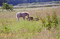 Dateiname=0046-72.jpg
Dateigröße=262KB
Abmessungen: 768x512
hinzugefügt am: 26. August 2007 0046-72.jpg