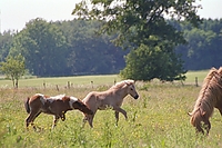 Dateiname=0046-80.jpg
Dateigröße=266KB
Abmessungen: 768x512
hinzugefügt am: 26. August 2007 0046-80.jpg