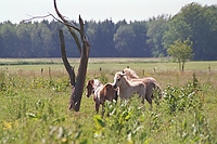 Dateiname=0046-84.jpg
Dateigröße=259KB
Abmessungen: 768x512
hinzugefügt am: 26. August 2007 0046-84.jpg