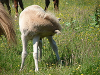 Dateiname=Bild4_008.jpg
Dateigröße=1450KB
Abmessungen: 2048x1536
hinzugefügt am: 26. August 2007 Bild4_008.jpg