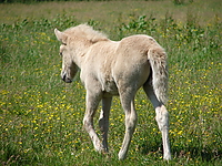 Dateiname=Bild4_009.jpg
Dateigröße=1434KB
Abmessungen: 2048x1536
hinzugefügt am: 26. August 2007 Bild4_009.jpg